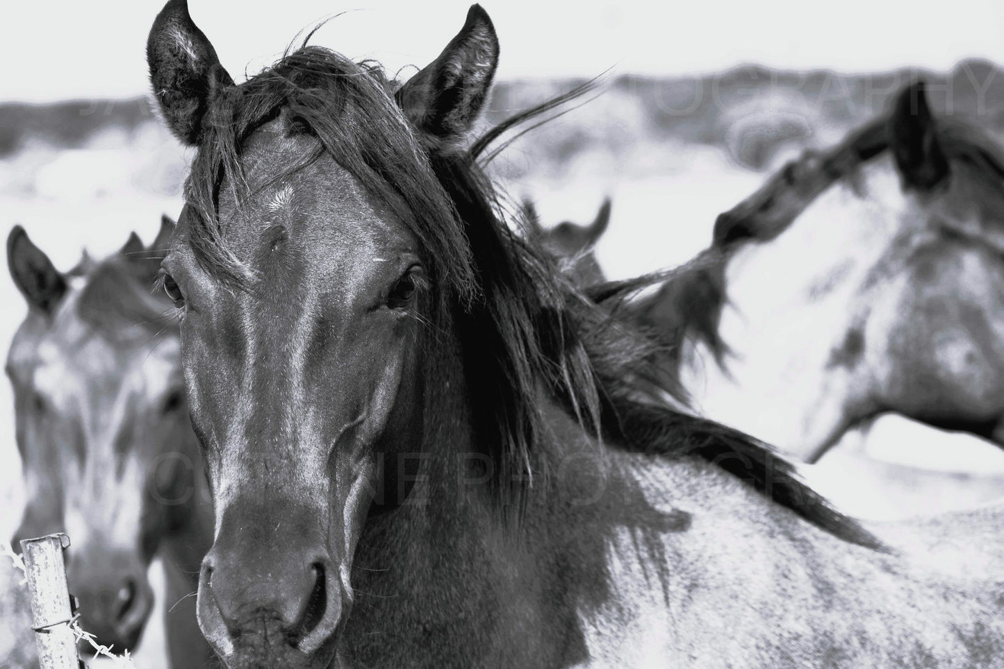 “Rhythm and Blues” Horse Herd Black and White Photography