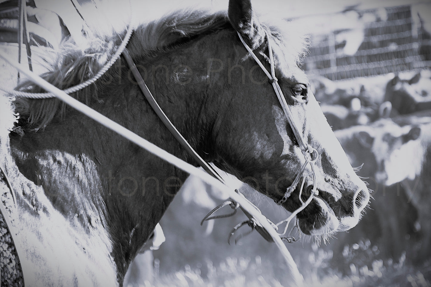 “Sharp” Western Cowboy & Horse Black and White Photography