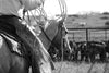 “Bridled Plans” Western Cowboy & Horse Black and White Photography