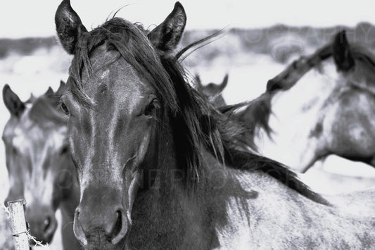 “Rhythm and Blues” Horse Herd Black and White Photography