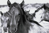 “Rhythm and Blues” Horse Herd Black and White Photography