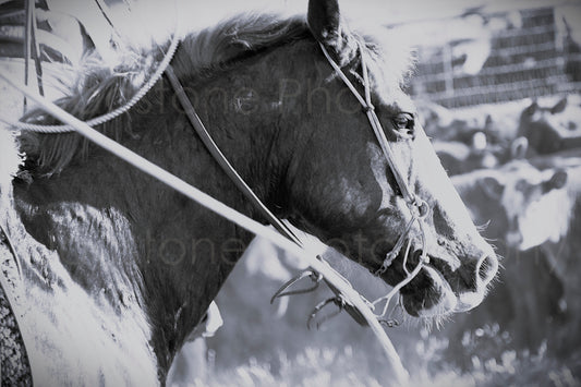 “Sharp” Western Cowboy & Horse Black and White Photography