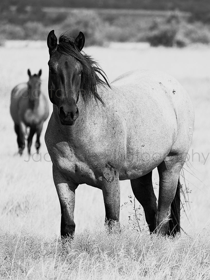 Two horses standing in a grassy field with a blurred background