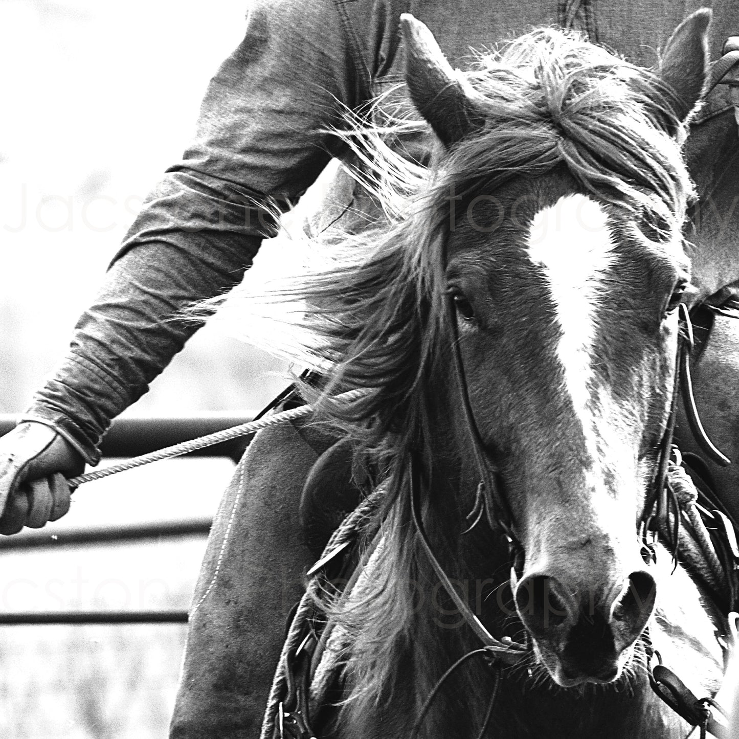 “No Slack” Cowboy and Horse Western Black and White Photography