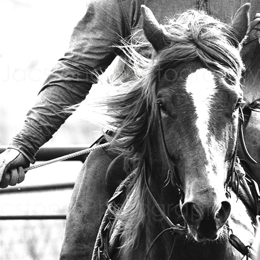 “No Slack” Cowboy and Horse Western Black and White Photography