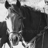 “Throckmorton Regular” Working Horse Western Black and White Photography